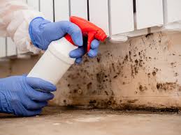 Mold Odor Removal Services in Momence, IL